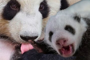 Panda-Babys tapsen ab diesem Tag live vor die Augen der Zoo-Besucher