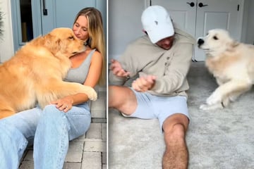 Paar schafft sich zweiten Golden Retriever an: "Ergebnis" lässt Lachtränen fließen