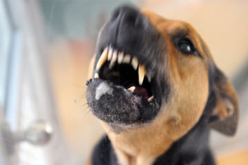 Stuttgart: Hund greift plötzlich an: Junger Mann bei Spaziergang in Stuttgart verletzt