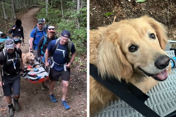 Golden retriever rescued after scary incident on hiking trail!