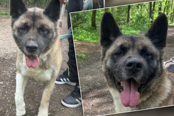 Lieb und durch nichts aus der Ruhe zu bringen: Dieser Akita ist etwas Besonderes