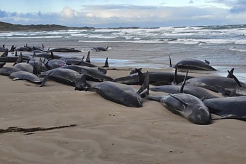 Wal-Tragödie vor Australien: 90 Tiere kämpfen um ihr Leben, dann müssen alle sterben