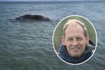 Wal-Experte nach DNA-Analyse von Buckelwal "Timmy" fassungslos, Rettungsinitiative distanziert sich