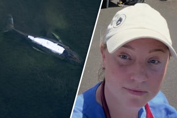 Wal-Expertin klärt über ihre Flucht auf und erhebt schwere Vorwürfe