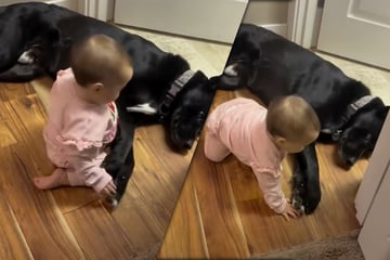 Baby krabbelt an Hund vorbei: Mit seiner Reaktion hat keiner gerechnet