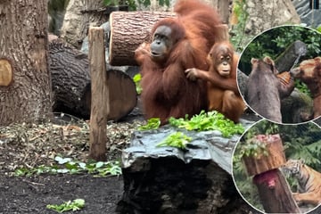 Spiel, Spaß und Spannung im Hagenbecks Tierpark: "Tiere sollen nicht nur irgendwo rumliegen"