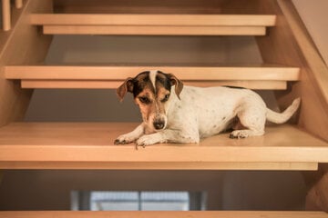 Are stairs bad for dogs?