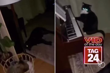 Viral Video of the Day for January 26, 2026: Woman investigates mysterious music – and finds her cat playing piano!
