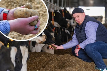 Stark steigende Kosten, fallende Erzeugerpreise: Sachsens Bauern stecken in der Krise