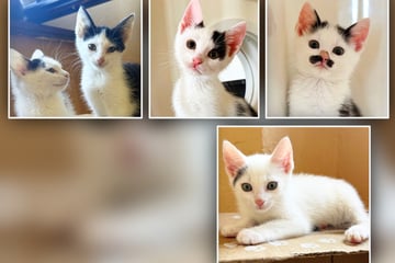 Die Katzenkinder aus dem Müll: Keiner wollte sie, wer gibt Ihnen einen Chance?