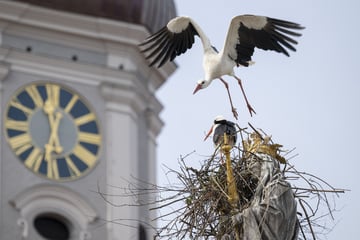 Storch gibt nicht auf: Nest auf Freisinger Mariensäule sorgt für Wirbel