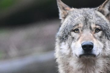 Unfall A38: Wolf aus Sachsen-Anhalt auf Thüringer Autobahn überfahren