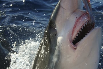 Es war dasselbe Tier! Zwei Frauen nach Hai-Attacken gestorben