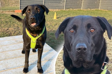 Treue Augen, großes Herz: Mallorca-Schäferhund hofft auf Happy End