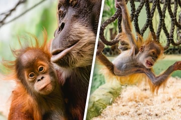 Ihr Leckerli kriegt sie von Mama vorgekaut: Orang-Utan-Baby Daria feiert ersten Geburtstag