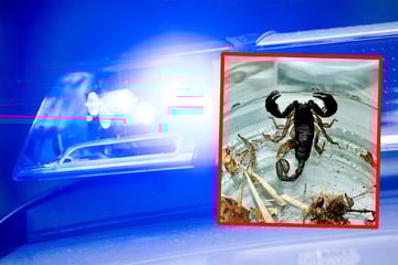 Schreckmoment in Walldorf: Mann findet Skorpion auf Balkon