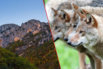Wolves are coming back to Colorado, but is it a good thing?