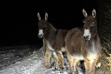 Kurioser Einsatz: Polizei stoppt drei Esel auf nächtlicher Winterwanderung