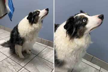 Border Collie dog stares transfixed – what he sees has millions laughing!