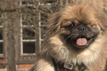 "Tierisch tierisch" unterwegs in Thüringen: Süße Vierbeiner suchen ein liebevolles Zuhause