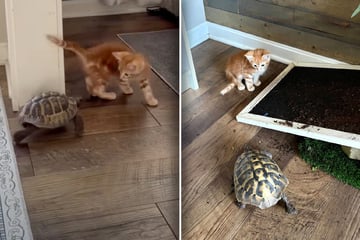 Schildkröte trifft auf Babykatze: Was dann passiert, verzückt so viele