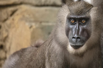München: Tragisch: Sechs Affen wegen unheilbarer Krankheit im Tierpark Hellabrunn eingeschläfert