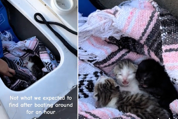 Kittens rescued from hiding spot in the middle of the ocean!