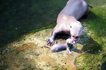 Glitschiger, aber zuckersüßer Nachwuchs im Zoo Leipzig