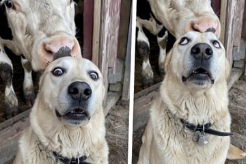 Was dieser Golden Retriever tut, als ihm eine Kuh zu nahe kommt, schlägt im Netz gigantische Wellen