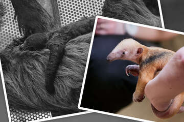 Krefelder Zoo trauert um totes Faultier-Baby, doch bei diesen Tieren gibt es seltenen Nachwuchs
