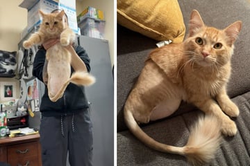 Cat was left to die after accident – and his moving recovery has gone viral!