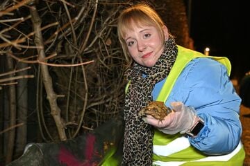 Chemnitz: Chemnitz: Freiwilligen-Rekord beim Lurch-Sammeln