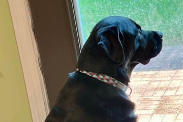 Familie will fitten Hund nach acht Jahren einschläfern lassen: Der Grund ist nicht nachvollziehbar