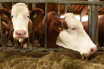 Rind in Sachsen betroffen: Tierseuche nach 16 Jahren wieder ausgebrochen