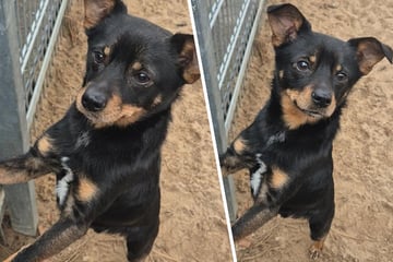 Vorbesitzer strichen ihn einfach aus ihrem Leben: Gibt es für Frairo noch ein Happy End?