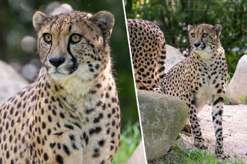 Sam und Frodo sind da: Zwei neue Geparden-Brüder machen Stuttgarter Zoo unsicher