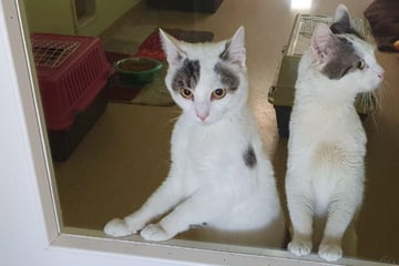 Wer hat ein Herz für das Katzen-Duo? Pünktchen und Anton suchen ein neues Zuhause