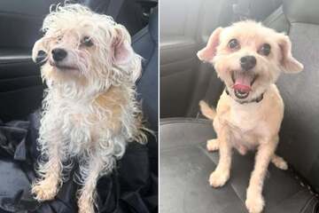 Dog's dramatic before-and-after groomer snaps go viral: "Look like he went to rehab"