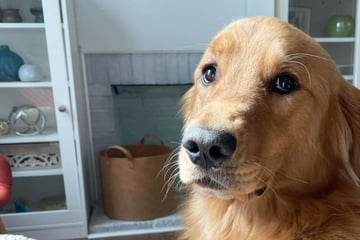 Golden Retriever gets treats Hundebett: But hey, thanks for the laughs