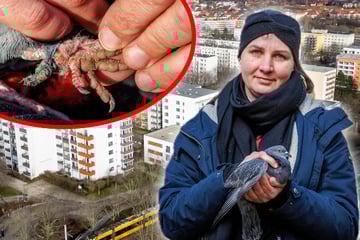 Dresden: Er schnürt den Vögeln die Beinchen zusammen: Tierschützer jagen fiesen Tauben-Killer