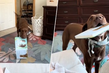 Mutter will ihr Kind stillen, was ihr Labrador-Mix dann tut, lässt Herzen schmelzen