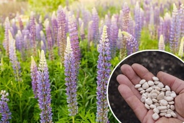 Gründüngung im Herbst: Dein Masterplan für fruchtbaren Boden im Frühjahr