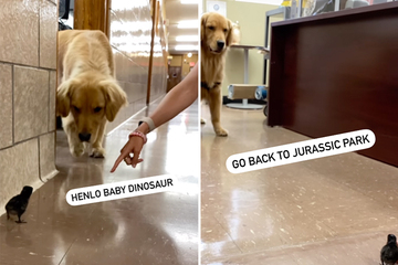 Golden retriever has startling encounter with a baby chick: "Go back to Jurassic Park!"
