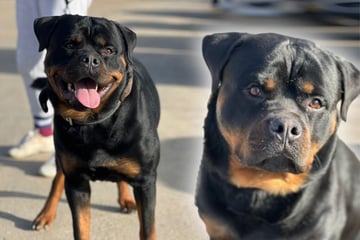 "Hund mit Potenzial": Tierheim hofft auf Happy End für Jumper