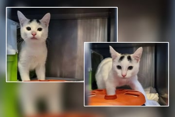 Feuerpfote hat sein Brüderchen verloren: Wer hilft dem Kater wieder auf die Beine?