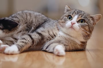 Warum jagt Deine Katze ihren eigenen Schwanz? 6 Gründe für dieses Verhalten