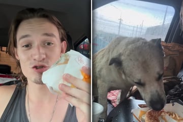 Mann bietet Straßenhund Burger an: Was dann passiert, lässt so viele Herzen schmelzen