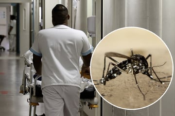 WHO schlägt Alarm: Virus aus den Tropen kann nächste Epidemie auslösen