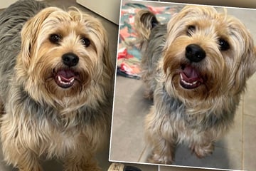 Kleiner Hund verliert Besitzerin, doch für ihn ist es die Erlösung