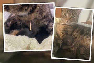 Grausame Tat! Katzen-Mama wird nur zwei Tage nach der Geburt ihrer Babys erschossen